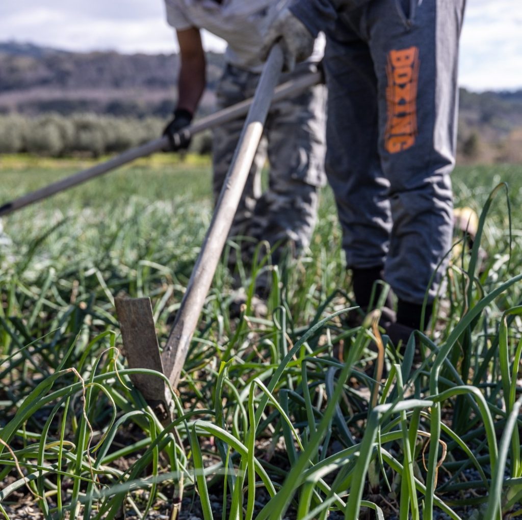 Campo di cipolle con lavoratori